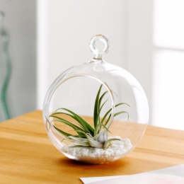 おまかせエアプランツのミニテラリウム