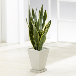 サンセベリア 6号白角鉢