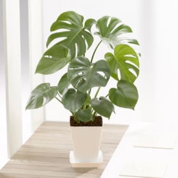 モンステラ 6号白角鉢