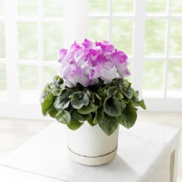  シクラメン ストロベリーフラッペ - 739217