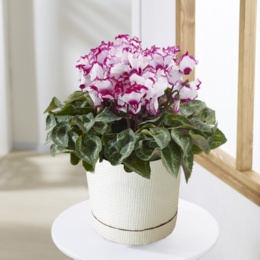  シクラメン ビクトリア - 739218