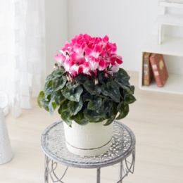  シクラメン インディアカフクシア - 739219