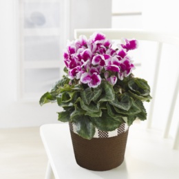  シクラメン フリオラパープル - 739220