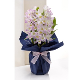  デンドロビウム リセ - 739221