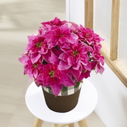  プリンセチア ローザ - 739222