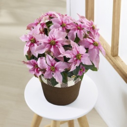  プリンセチア ピンクホワイト - 739223