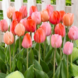 チューリップ球根ピンク大好きMIX10球入