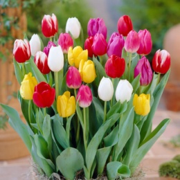 たっぷりおまかせチューリップ球根50球入