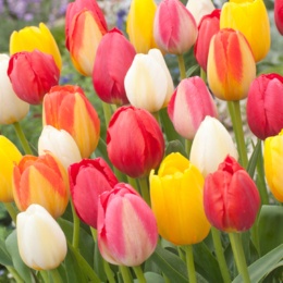 チューリップ球根揃って咲くMIX10球入