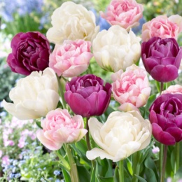 チューリップ球根豪華八重咲きMIX8球入