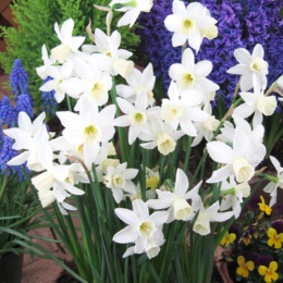 スイセン球根 3球入