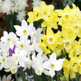 スイセン球根 芳香性MIX 4球入