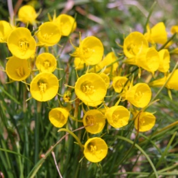 原種系スイセン球根 ゴールデンベル 5球入