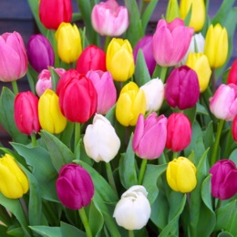 チューリップ球根こだわり国産MIX10球入