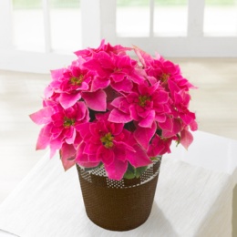 プリンセチア ローザ