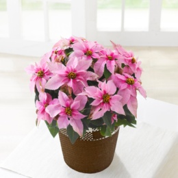 プリンセチア ピンクホワイト