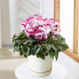 シクラメン ビクトリア