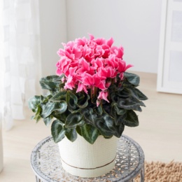 シクラメン カーリーライチフクシア