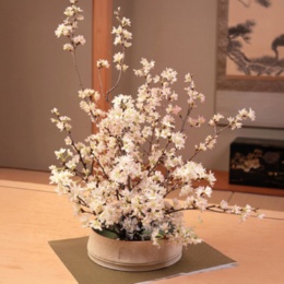 JA全農山形 みちのく初桜[啓翁桜]7本入