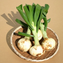 熊本県産 葉付たまねぎ サラたまちゃん 4.5kg