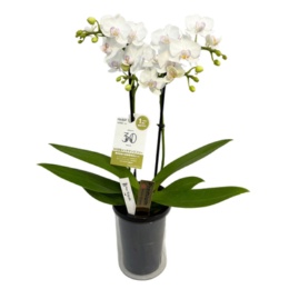 特選胡蝶蘭 小雪 ホワイト タンブラーポット