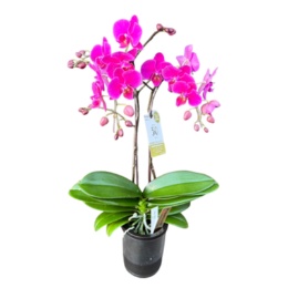 特選胡蝶蘭 ビビ ディープピンク タンブラーポット