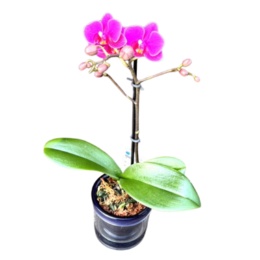 特選胡蝶蘭 クミコ ディープピンク アクアポット