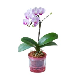 特選胡蝶蘭 シャオユウ ピンク アクアポット