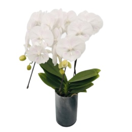 特選胡蝶蘭天使のはごろも ホワイト タンブラーポット