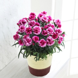 カーネーション オルフィカ