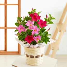 マンデビラ リップギャル 2色赤桃