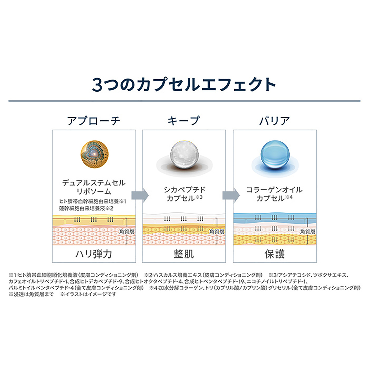 豪華 ボノトックス タイムレスコード デュアルステムセルクリーム 2箱