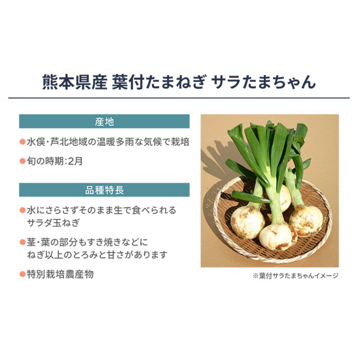 熊本県産 葉付たまねぎ サラたまちゃん 4.5kg JAグループ 全農食品