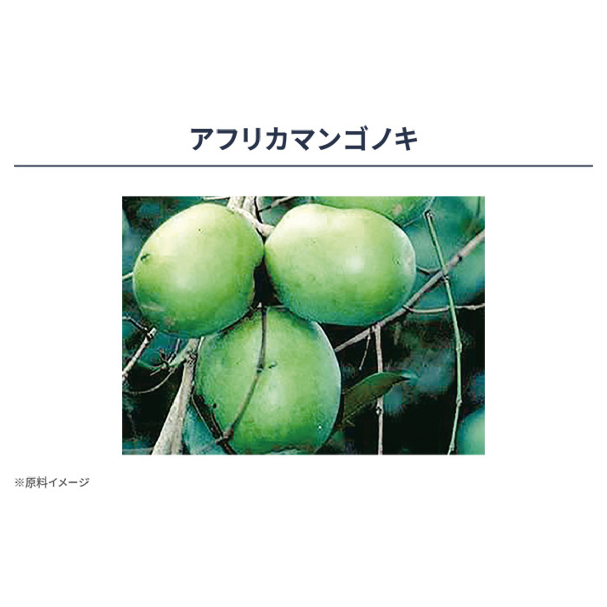 ナイスリムサポート エラグ酸のチカラ 約31日分 日清食品株式会社 - QVC.jp