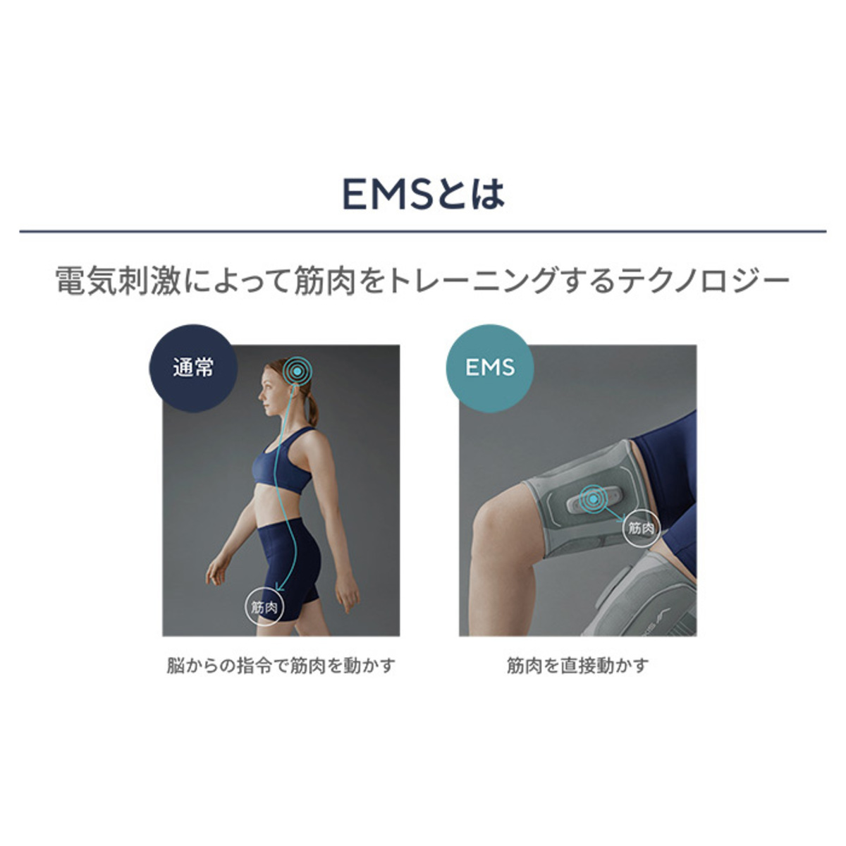 SIXPAD Leg Belt 2[レッグベルト2] シックスパッド（SIXPAD） - QVC.jp