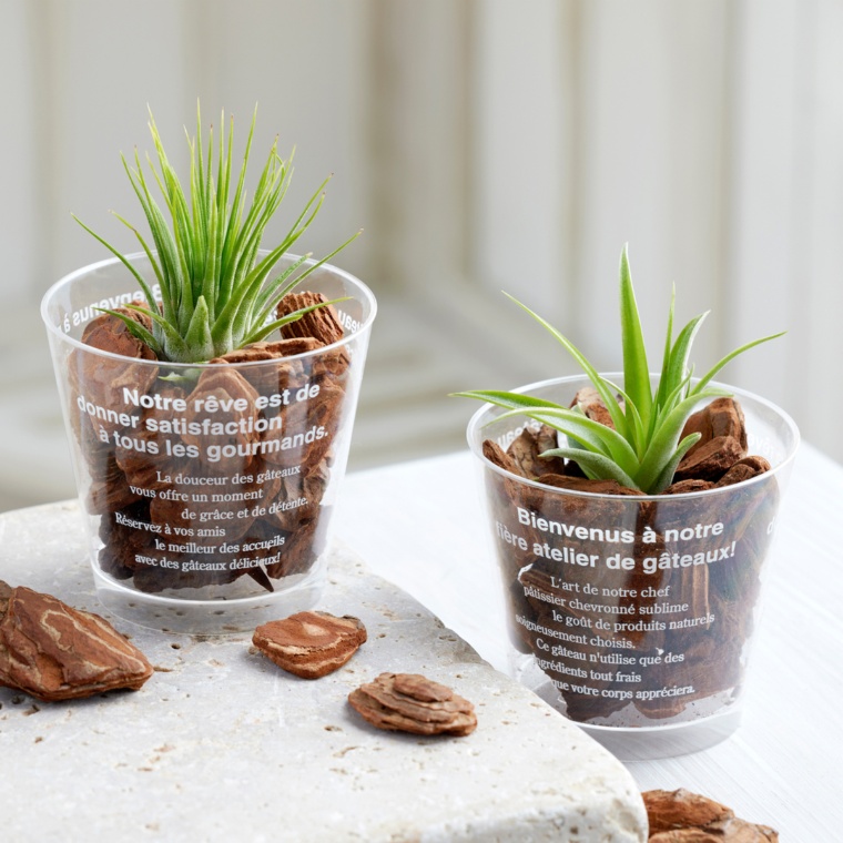 おまかせエアプランツ ショコラカップ バークチップ付き