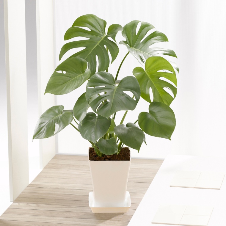 モンステラ 6号白角鉢