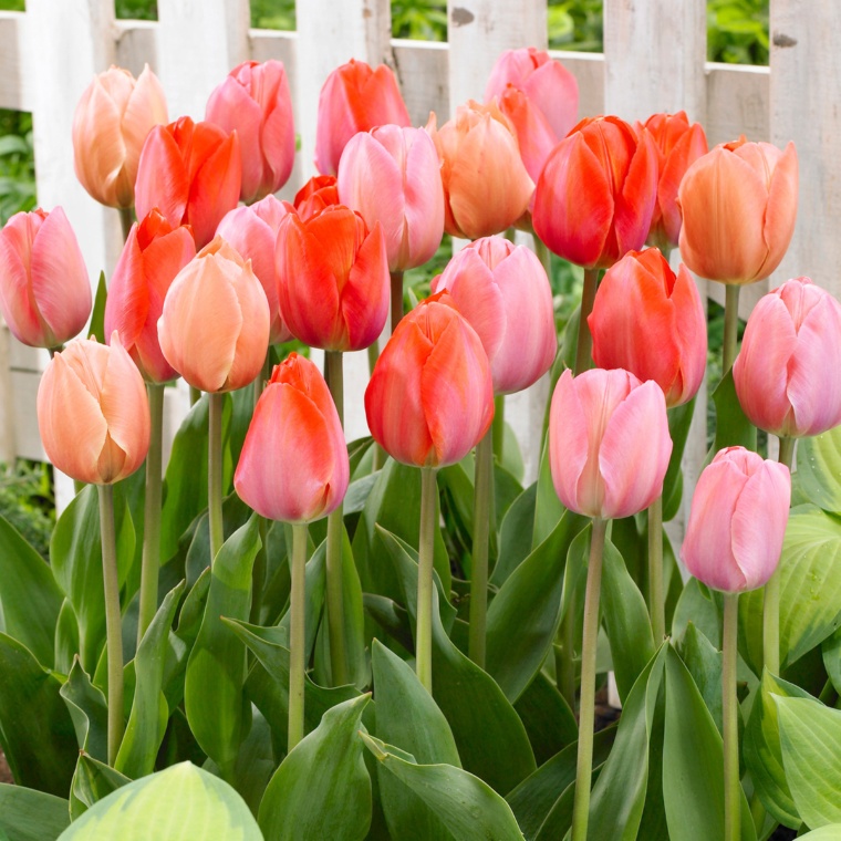 チューリップ球根ピンク大好きMIX10球入