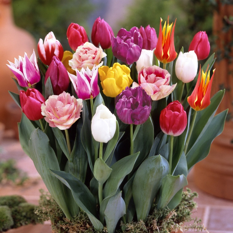 チューリップ球根バラエティMIX10球入