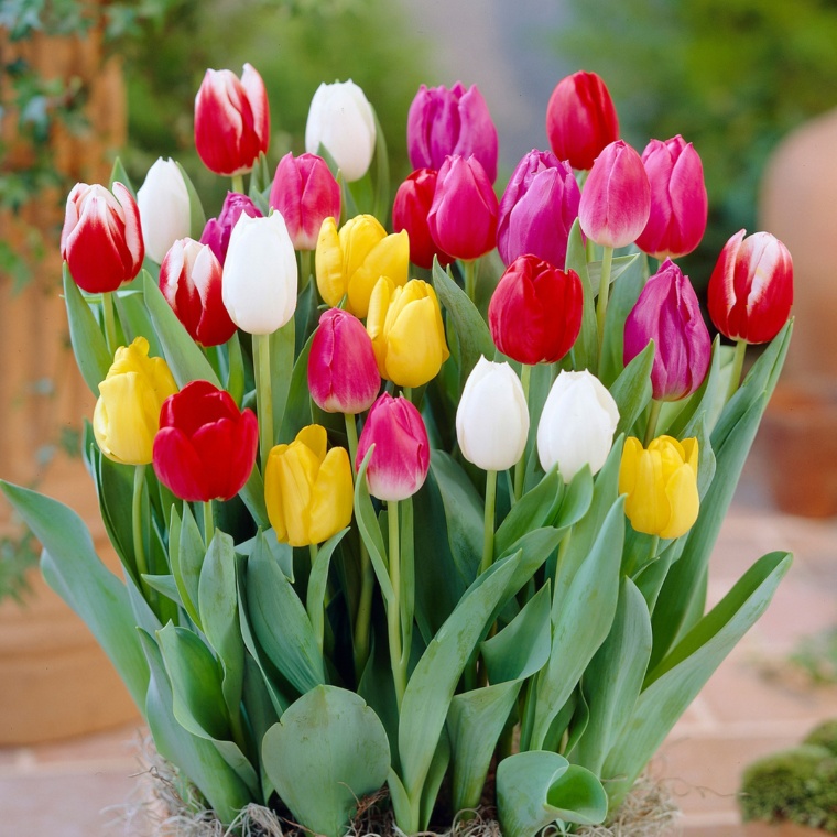 たっぷりおまかせチューリップ球根50球入