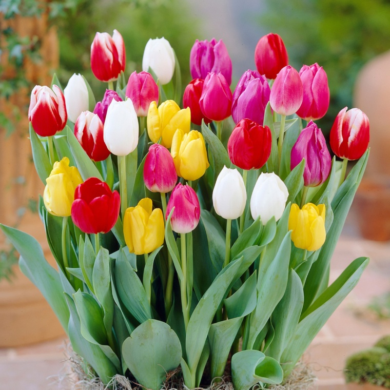 いろいろおまかせチューリップ球根30球入