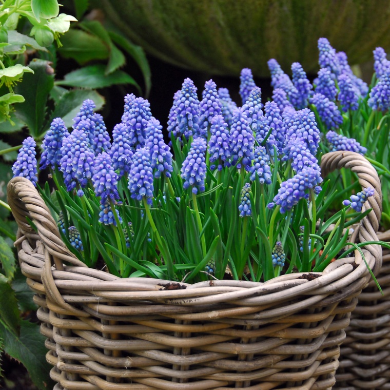 ムスカリ球根 10球入