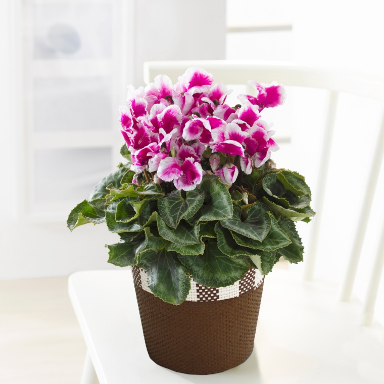 シクラメン フリオラパープル