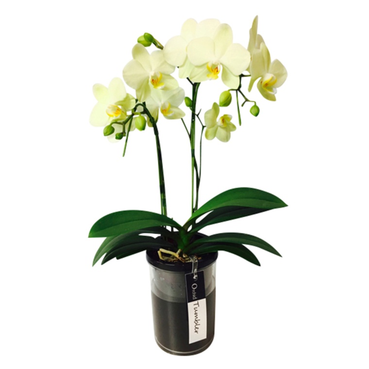 特選胡蝶蘭 カーリー ライトイエロー タンブラーポット