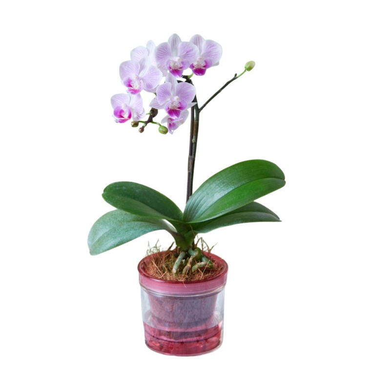 特選胡蝶蘭 シャオユウ ピンク アクアポット