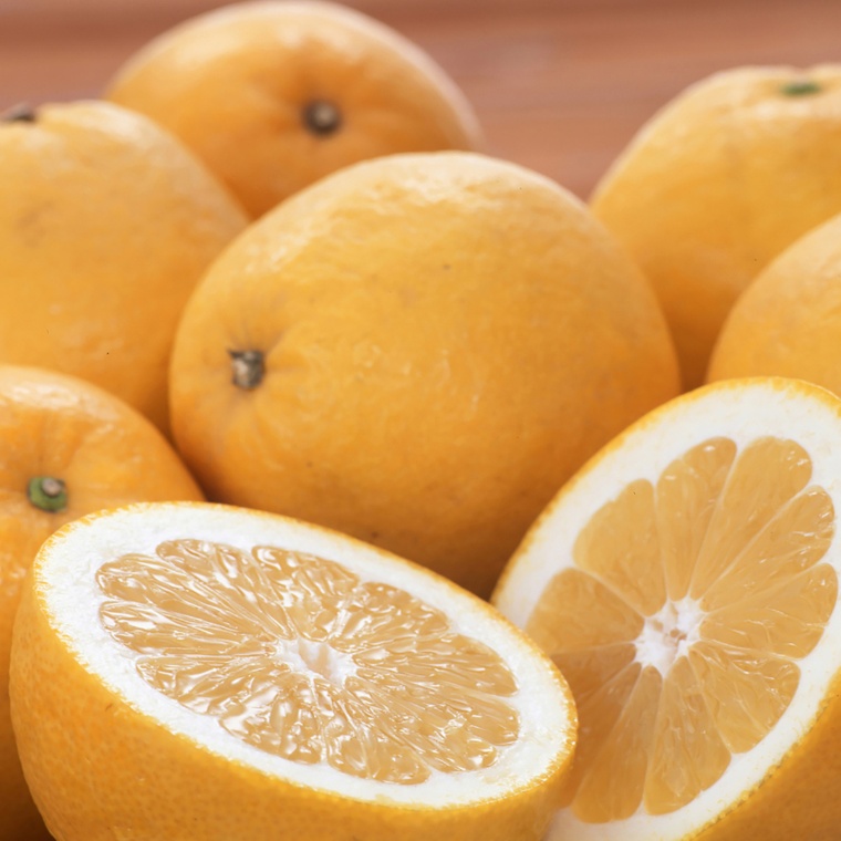 JA本渡五和 訳ありジューシーオレンジ[河内晩柑]