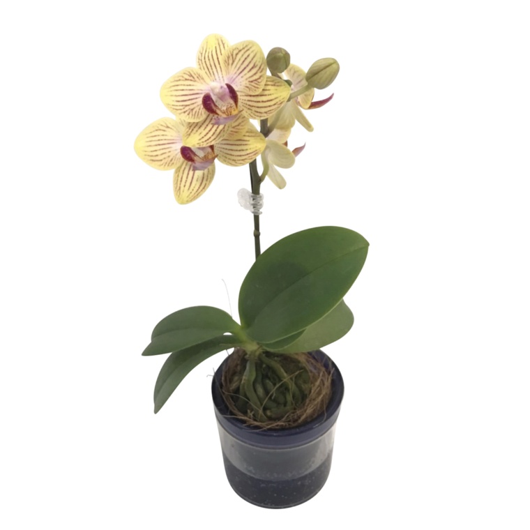 特選胡蝶蘭 ゴールドベイビー イエロー アクアポット