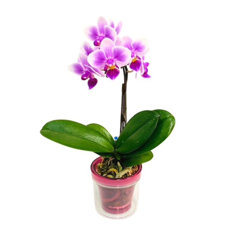 特選胡蝶蘭 スプリングビュティー ピンク アクアポット