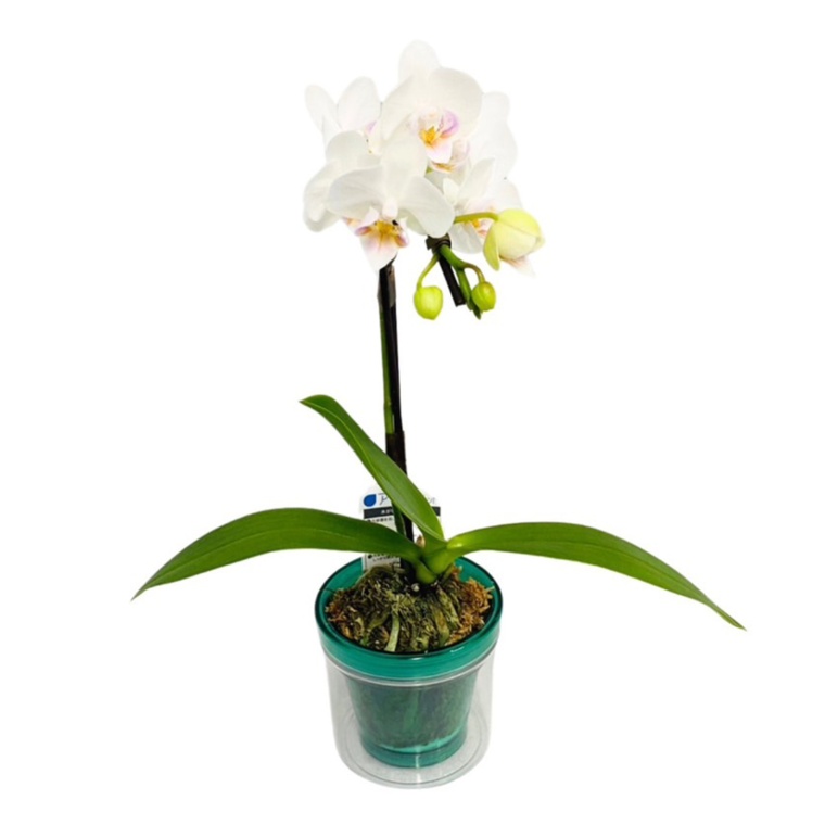 特選胡蝶蘭 小雪 ホワイト アクアポット