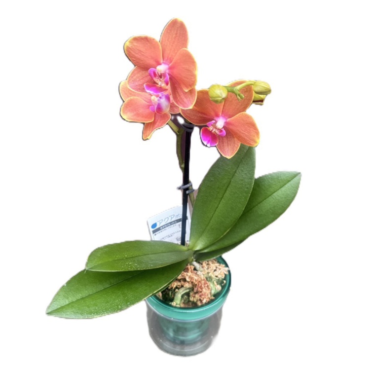 特選胡蝶蘭 パプリカ オレンジ アクアポット